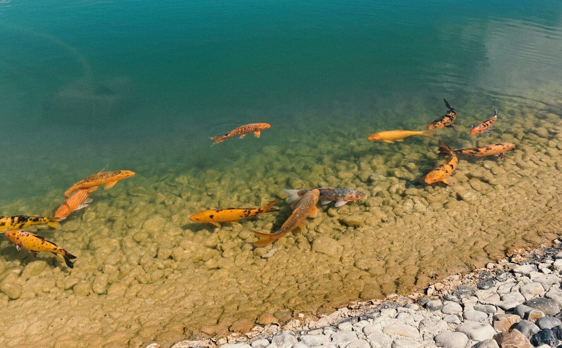 Drijvend karpersvissen