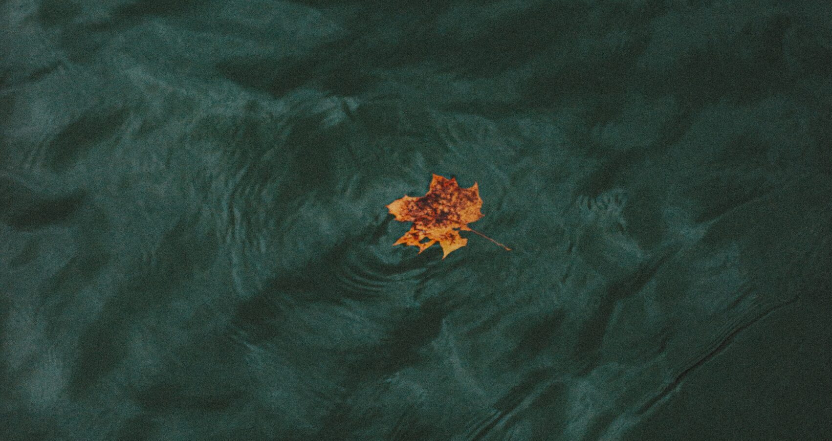 Brasem vissen in de herfst