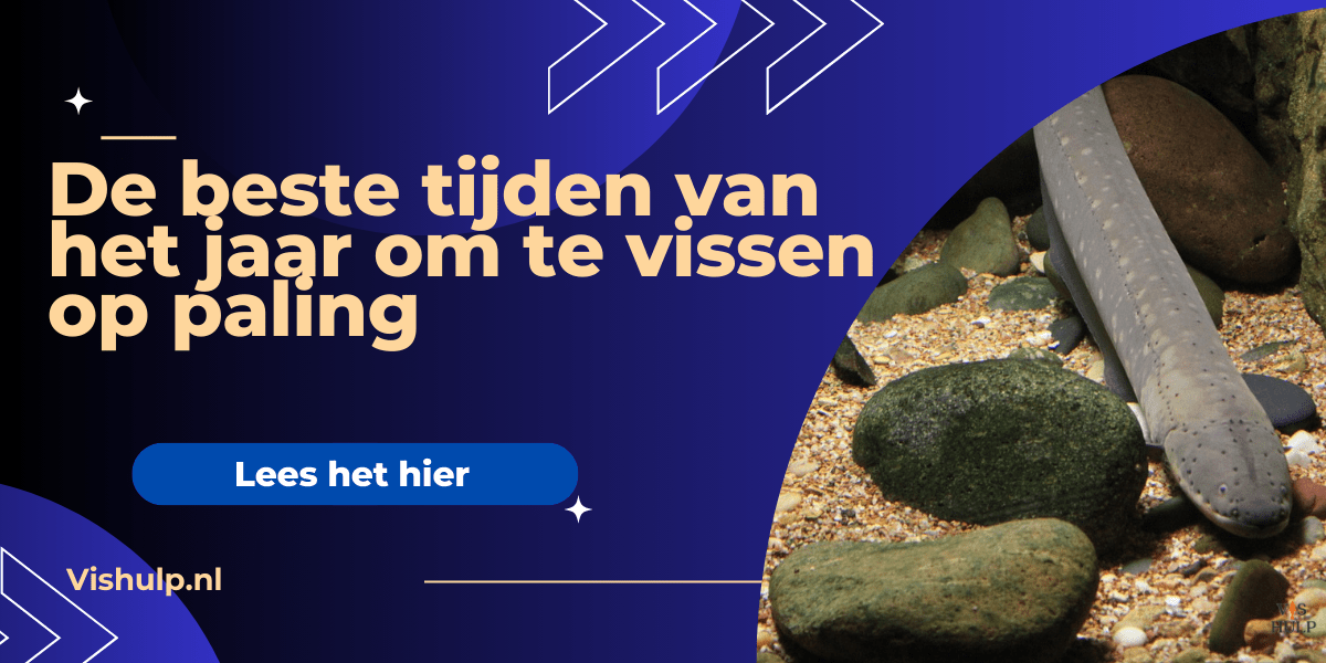 Paling vissen: De beste tijden van het jaar om te vissen op paling