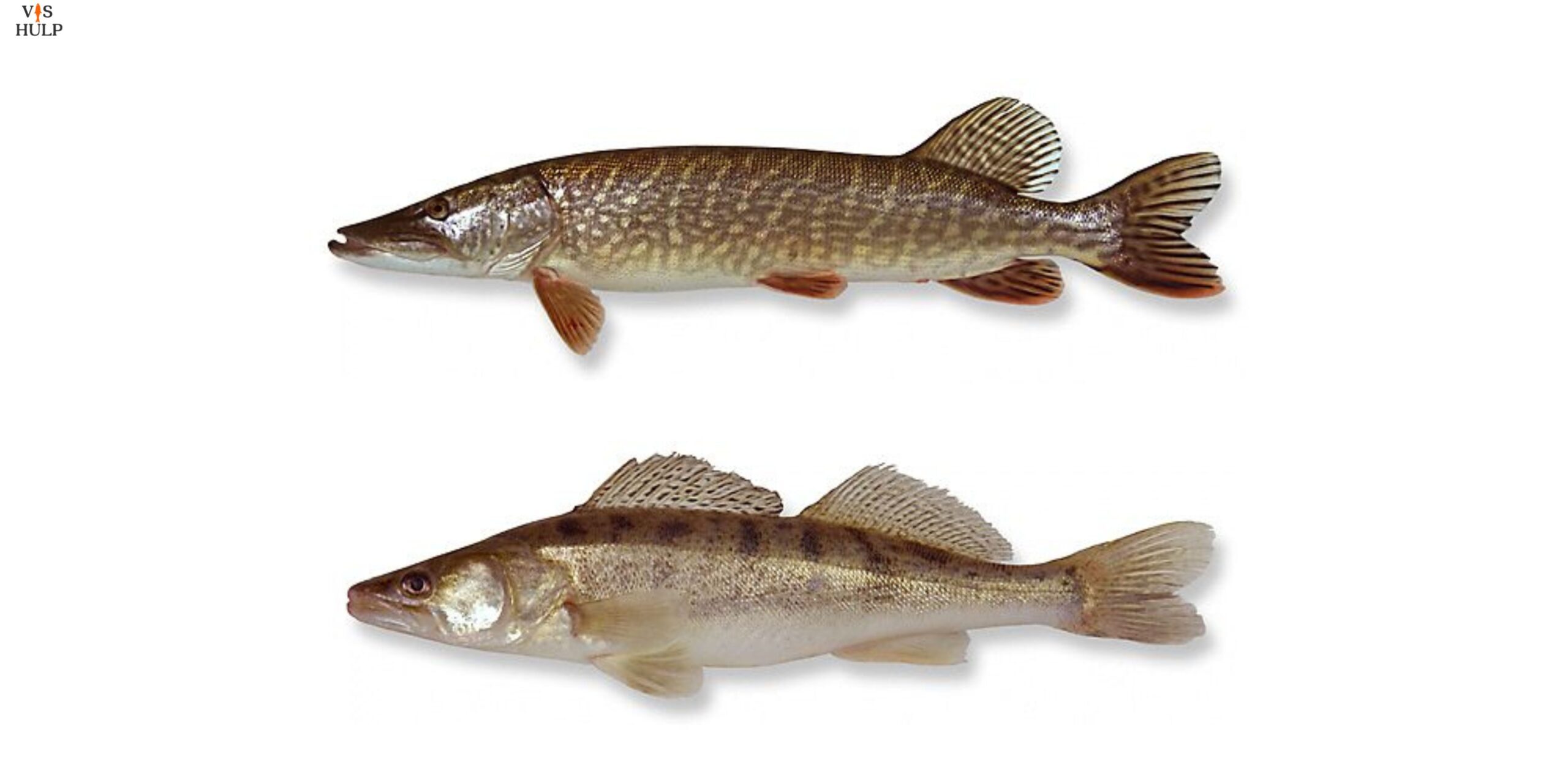 verschil snoek en snoekbaars