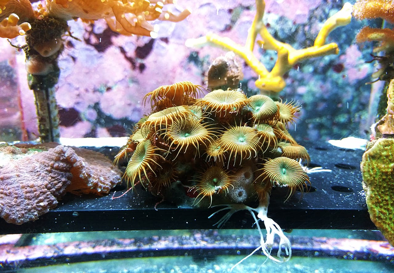 Verlichting van Aquarium met LED
